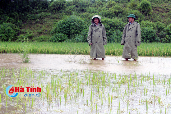 Hà Tĩnh: Hơn 6.000 ha lúa bị ngập đổ, Thủy điện Hố Hô xả lũ