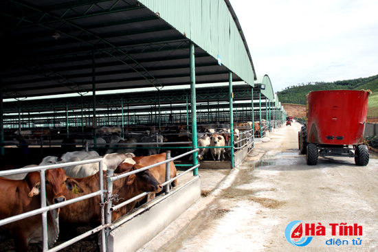 Dự án bò Bình Hà (bài 1): Kỳ vọng “đầu kéo” tái cơ cấu ngành chăn nuôi