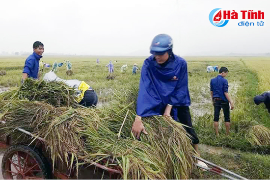 Tuổi trẻ Can Lộc “đội mưa” giúp dân thu hoạch lúa hè thu