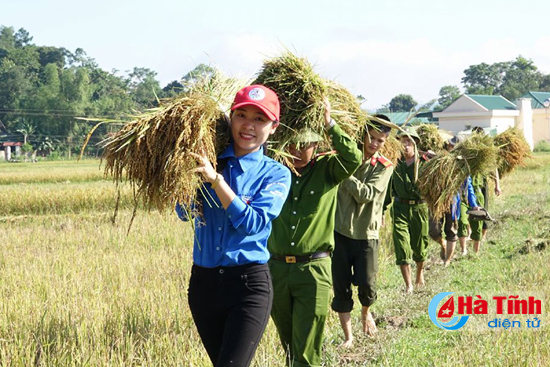 Hơn 1.000 lượt ĐVTN Hương Sơn giúp dân thu hoạch lúa