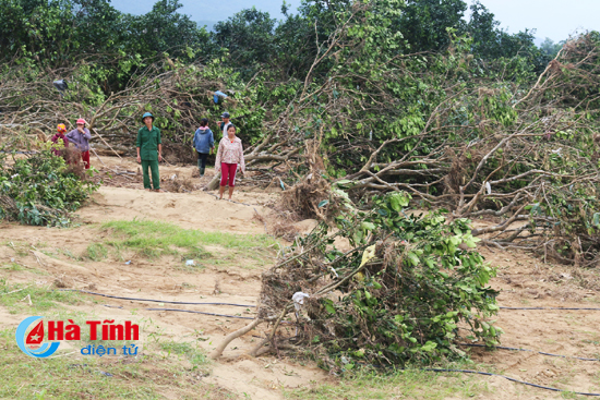 Hàng trăm ha bưởi Phúc Trạch ở Hương Khê bị lũ phá hoại