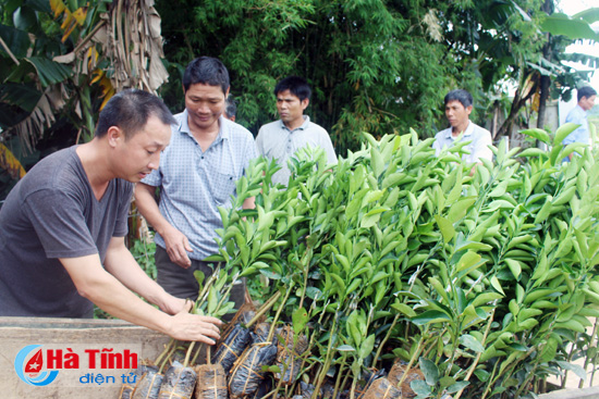 Cung ứng 4.000 cây cam giống cho người dân vùng lũ Vũ Quang