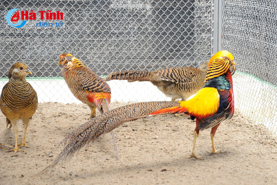 Chân dung các loài chim quý hiếm, tuy đơn giản nhưng lại tuyệt đẹp - Thiên  Tân Group
