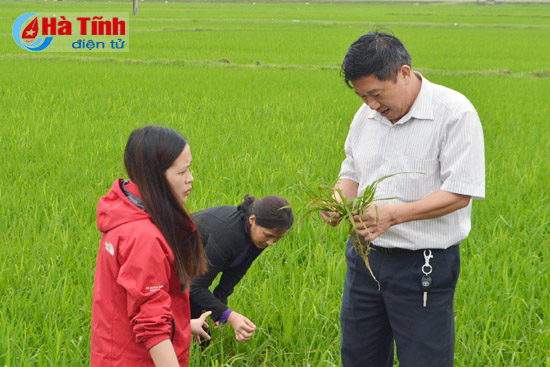 Lãnh đạo Chi cục Bảo vệ thực vật tỉnh kiểm tra tình hình bệnh đạo ôn trên lúa tại xã Thạch Văn (Thạch Hà).