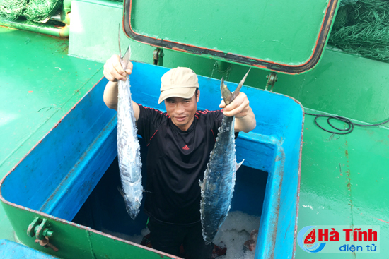 Ngư dân Hà Tĩnh trúng lớn mẻ cá thu trồi