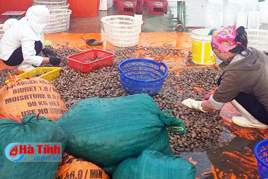 Hà Tĩnh: 1 ngày, ngư dân trúng hơn 80 tấn sò lụa