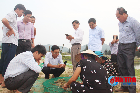 Cẩm Xuyên triển khai nhiều mô hình nông nghiệp chất lượng cao