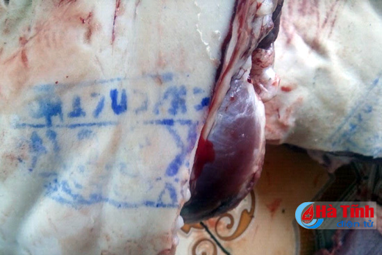 Phát hiện 34 kg thịt lợn, phủ tạng đóng dấu kiểm soát giết mổ giả