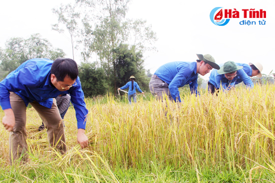 Gần 100 ĐVTN giúp dân thu hoạch lúa đông xuân