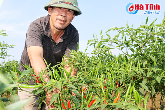 Nông dân Thiên Lộc trồng ớt thu 120 triệu đồng/ha/vụ