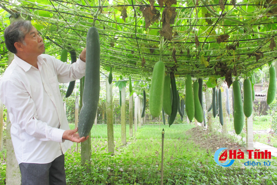 Vườn mẫu ở Lộc Hà: Đẹp làng, tăng thu nhập
