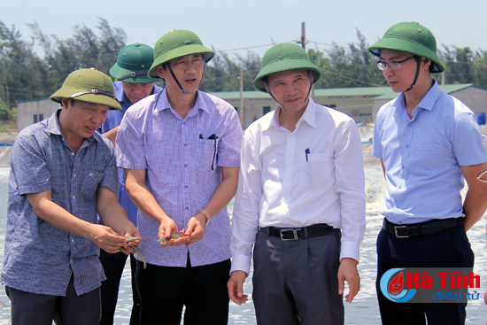 Hợp tác xã NTTS Xuân Thành thu hoạch 80 tấn tôm thương phẩm