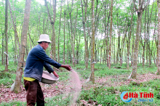 Hướng đi nào cho cây cao su ở Hà Tĩnh