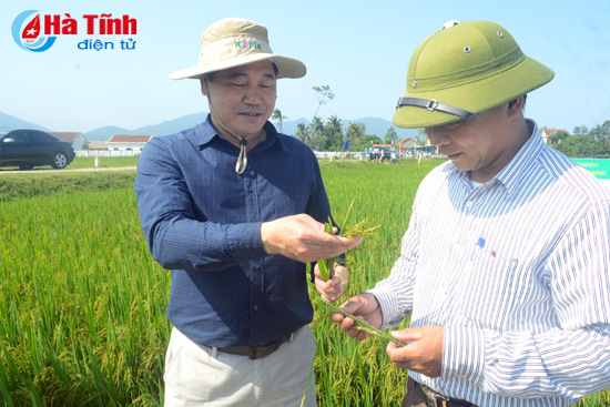 Chủ tịch UBND tỉnh Hà Tĩnh chỉ đạo tập trung phòng trừ sâu bệnh hại lúa hè thu