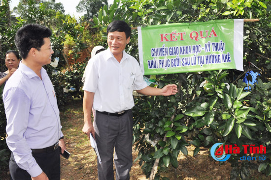 Hương Khê hồi phục 1.120 ha bưởi Phúc Trạch