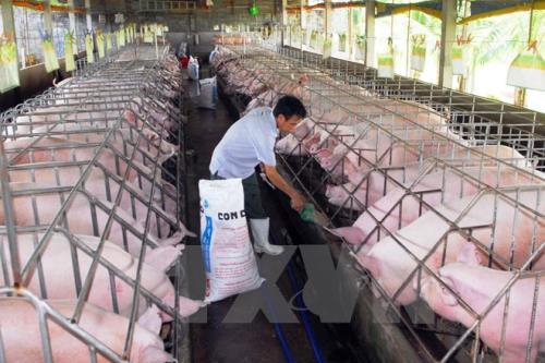 Thông tin xuất khẩu lợn sang Trung Quốc đã khơi thông trở lại là không chính xác