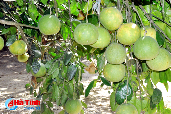 Hà Tĩnh: 1 cây bưởi đặc sản Phúc Trạch cho gần 500 quả