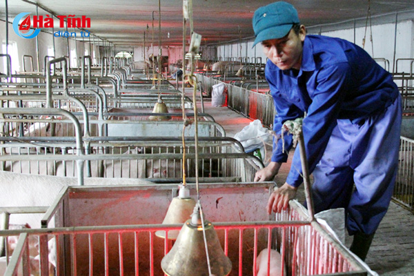 Giá lợn hơi “rơi đáy”, DN chăn nuôi Mitraco vẫn trụ vững