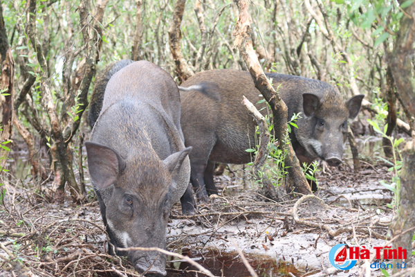[Video] Xem đàn lợn rừng hơn 100 con trong “đầm lầy sa mạc” ở Hà Tĩnh