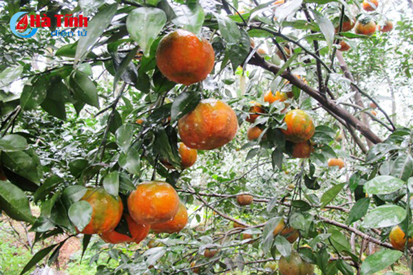 Lễ hội cam và các sản phẩm nông nghiệp Hà Tĩnh diễn ra cuối tháng 11