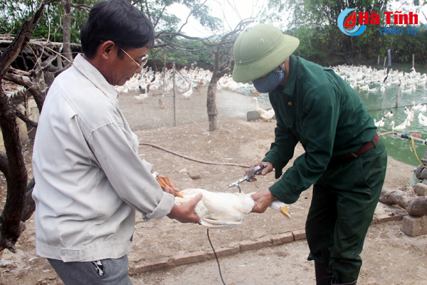 Cán bộ thú y xã Thạch Tân (Thạch Hà) tiêm vắc-xin phòng bệnh cho gia cầm.
