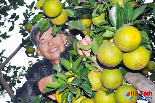 Sẵn sàng cho lễ hội cam và sản phẩm nông nghiệp Hà Tĩnh