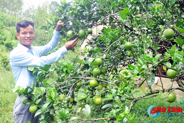 Chuyên gia giúp nông dân Hà Tĩnh “bắt bệnh” cây ăn quả