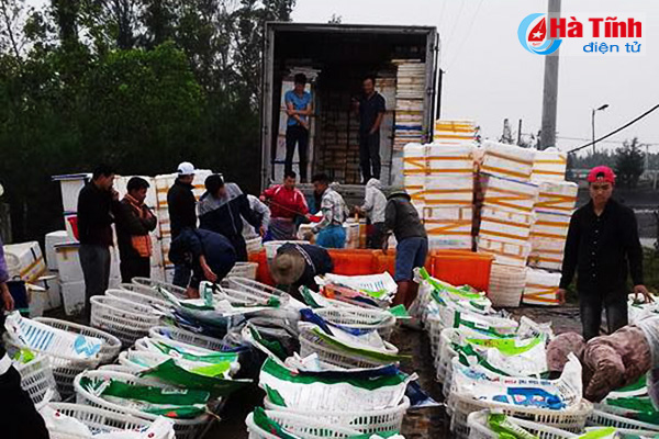Thu hoạch tôm vụ đông tại xã Xuân Trường (Nghi Xuân) đạt sản lượng 25 tấn/10ha