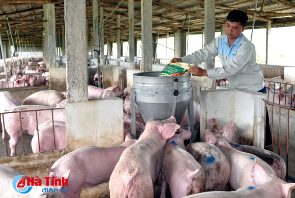 “Chê” việc 15 triệu/tháng, chàng nông dân về quê nuôi lợn, đào ao thả cá