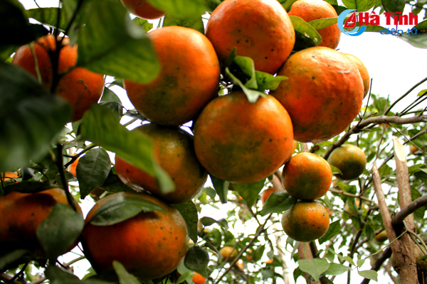 “Lạc trôi” trong vườn cam bù gần 20 tấn chín mọng