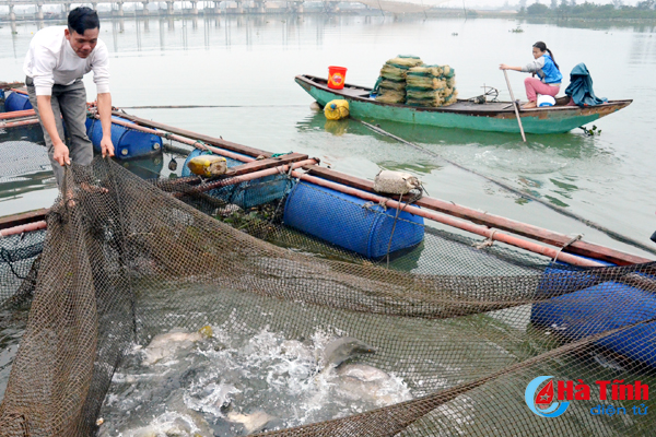 Bè cá của anh Nguyễn Quốc Minh trữ hơn 600 con cá sẵn sàng phục vụ tết Nguyên đán.