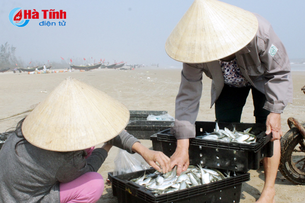 Ngư dân Kỳ Khang được mùa cá trích