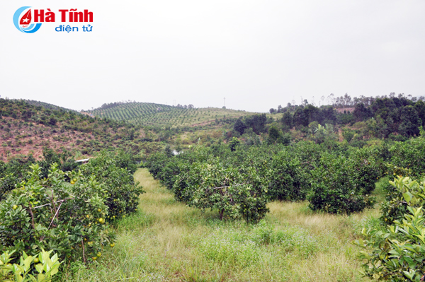 Đến nay, trang trại gia đình anh Đồng cho thu nhập gần 1 tỷ đồng mỗi năm, trong đó, riêng vườn ươm cây giống đạt trên 200 triệu đồng/năm.