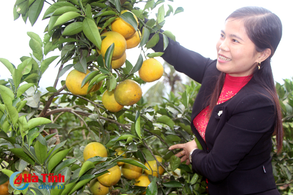 Người cán bộ nông dân trăn trở phát triển cam Vũ Quang