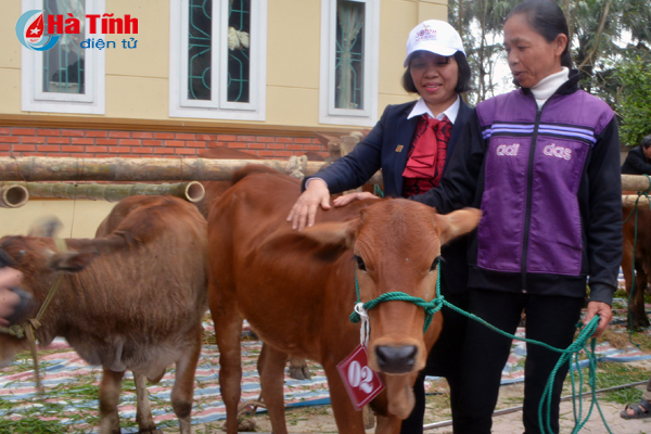 Bà Nguyễn Thị Diên, Giám đốc Agribank Hà Tĩnh trao bò cho hộ nghèo TP. Hà Tĩnh