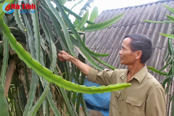 Nhiều vườn mẫu ở Vũ Quang cho cho thu nhập trên 300 triệu đồng/năm