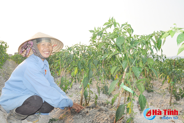 Nông dân Hà Tĩnh liên kết trồng ớt thu nhập gấp 5 lần trồng lúa