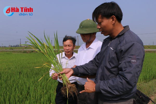Sốc nhiệt, 1.143 ha lúa xuân ở Hà Tĩnh bị vàng lá, khô đầu lá