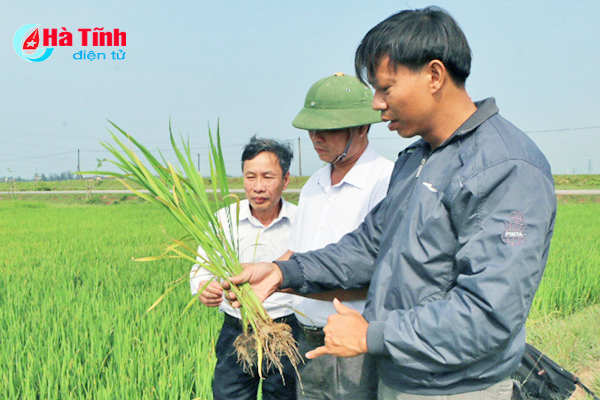 Chủ tịch UBND tỉnh Hà Tĩnh chỉ đạo phòng trừ dịch hại trên lúa