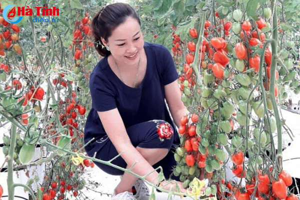 “Mục sở thị” trang trại trồng rau thủy canh lớn nhất Hà Tĩnh