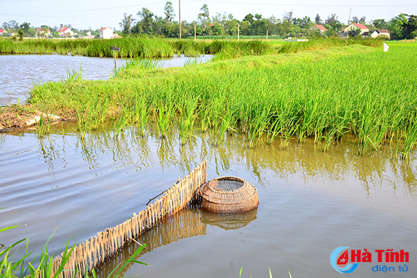 Photo: Thú vui đặt đó, buông câu ở các vùng nông thôn Hà Tĩnh
