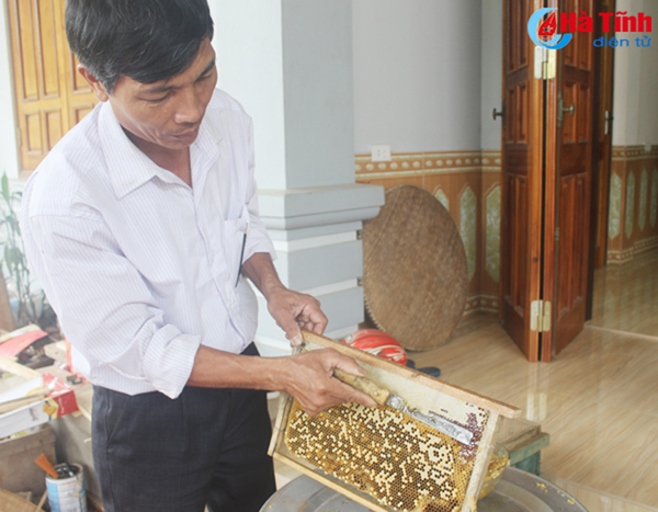 5.000 đàn ong ở Vũ Quang cho gần 50 tấn mật