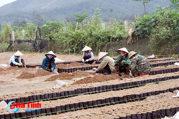 Chậm cơ giới hóa - rào cản phát triển lâm nghiệp ở Hà Tĩnh