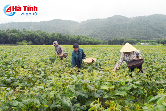 Vụ hè thu 2018: Hà Tĩnh tăng hơn 1.600 ha cây trồng cạn