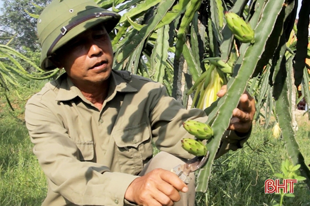 Một nông dân sở hữu 2.500 gốc thanh long ruột đỏ ở Can Lộc