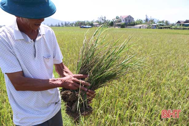 Năm lần bảy lượt phun thuốc trừ sâu, lúa VTNA2 vẫn không cho thu hoạch