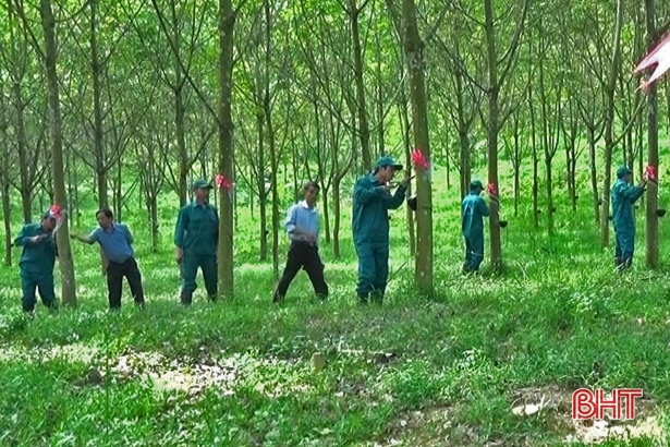 Cao su Hương Khê - Hà Tĩnh khai thác trên 586 ha
