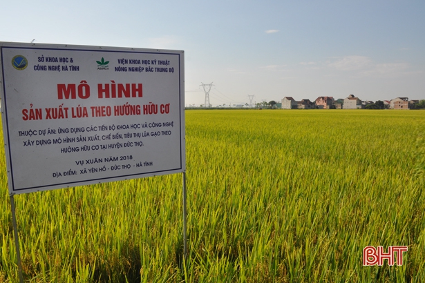 Sản xuất lúa hữu cơ, nông dân lãi thêm gần 5 triệu đồng/ha
