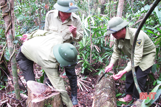Kiểm lâm Hà Tĩnh - 45 năm nỗ lực giữ rừng...