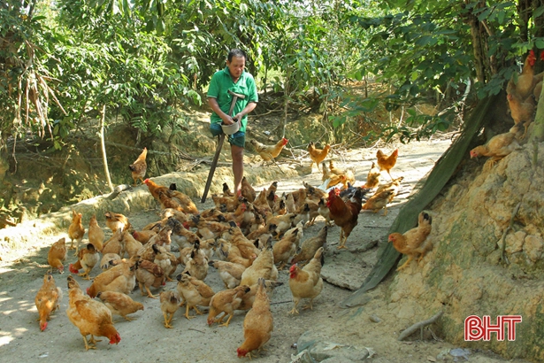 Vũ Quang: Tổng đàn gà mỗi năm tăng thêm 37 ngàn con